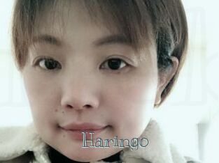 Haringo