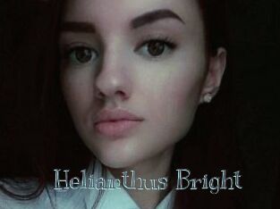 Helianthus_Bright