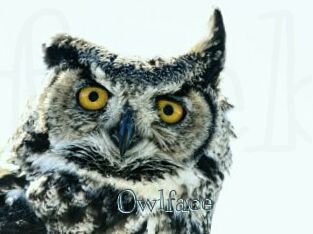 Owlface