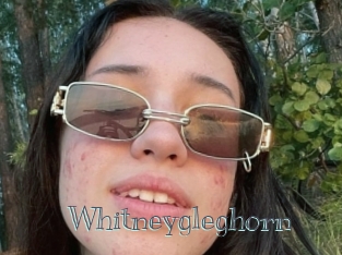 Whitneygleghorn